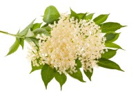 Bazový Sirup-Domáca Výroba