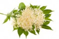 /products/bazovy-sirup-domaca-vyroba/